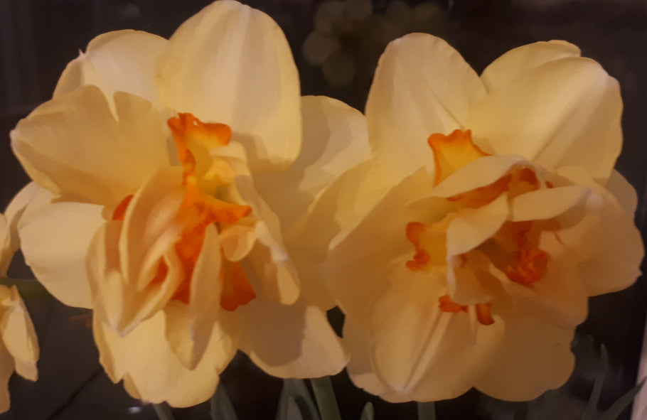 New Product information